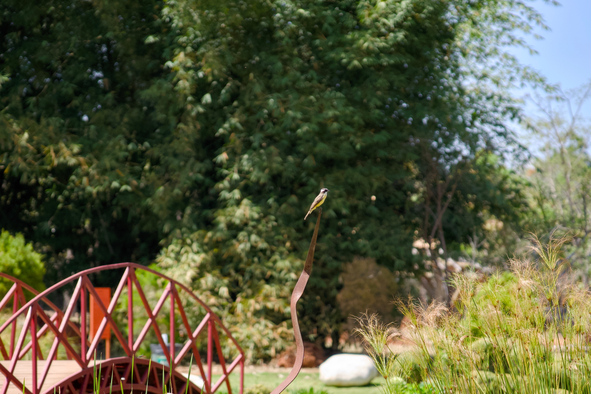 Bem-te-vi