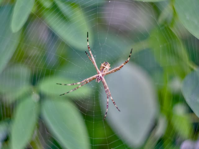 Spider