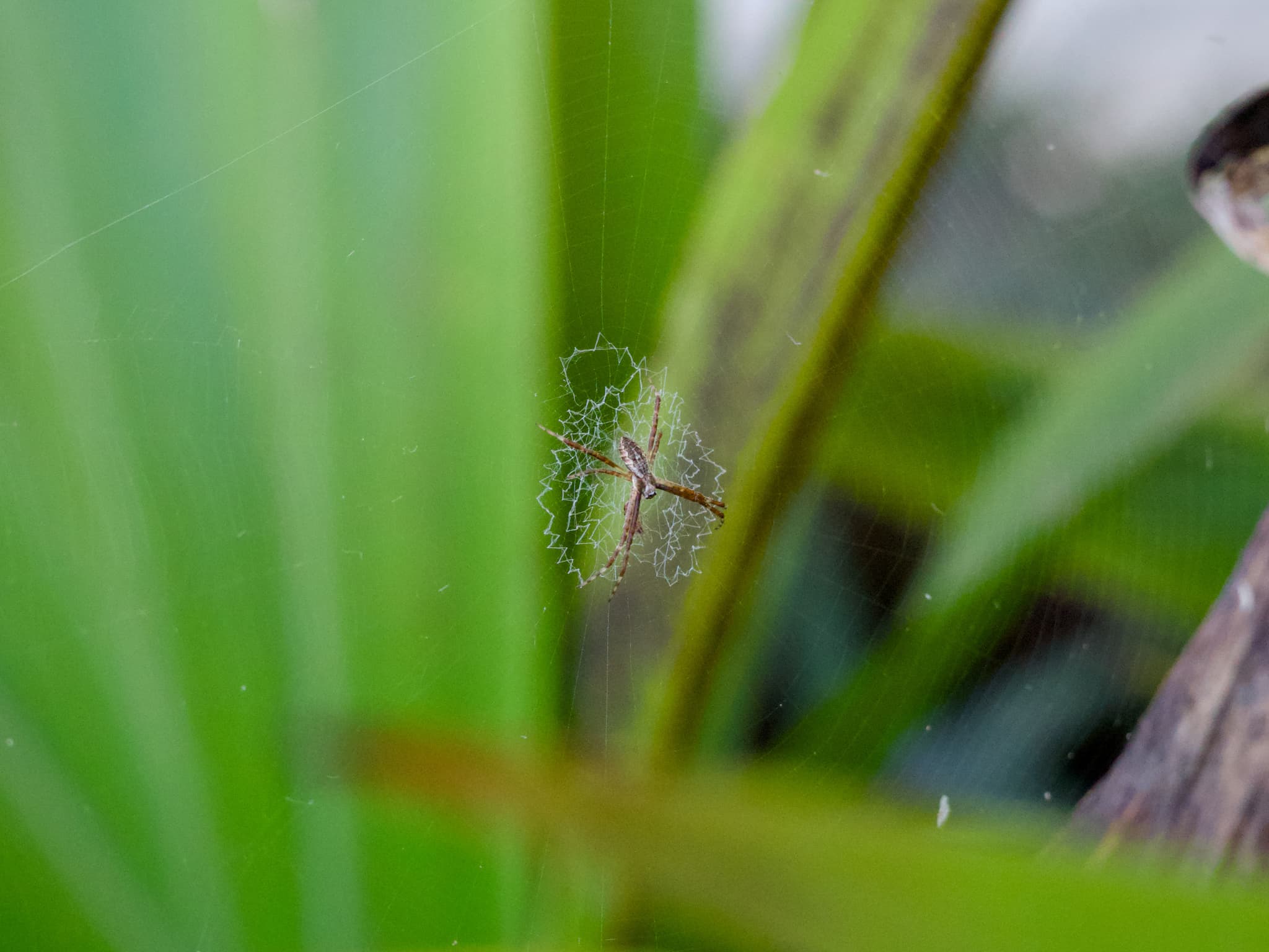Spider
