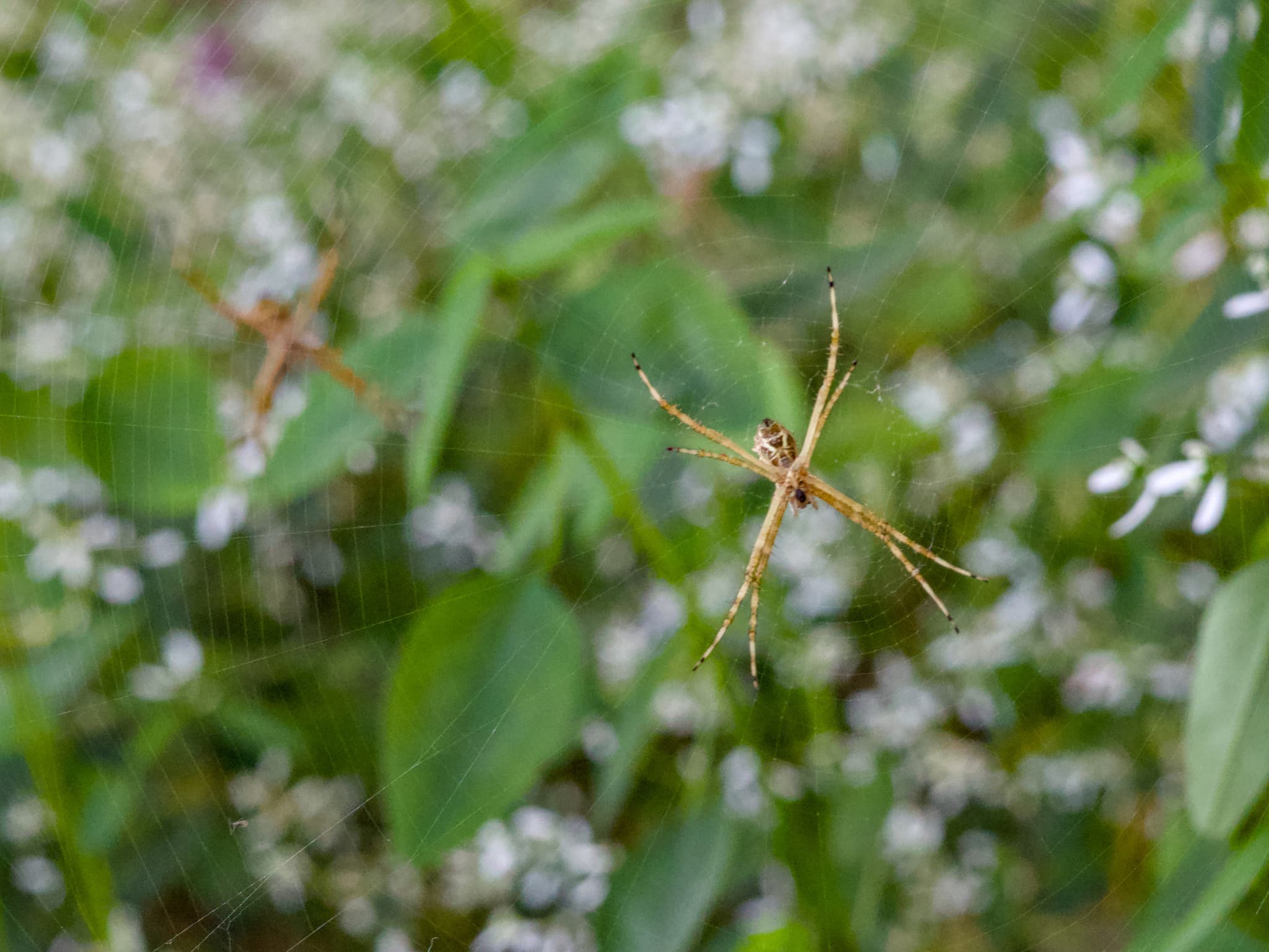 Spiders